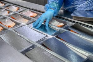 The worker places the pieces and wedges of salmon by hand in the conveyor in the trays for vacuum packing.